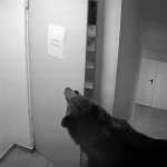 VIDEO Un urs a intrat într-un hotel din Poiana Brașov
