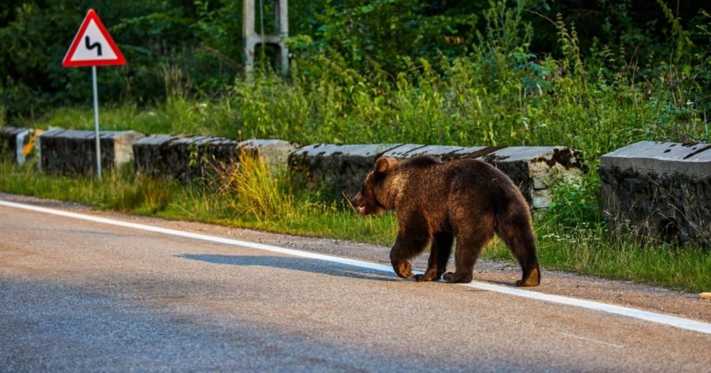 Mesaje RO-ALERT în Neamț după apariția unor urși în Piatra-Neamț, Farcașa și Bicaz Chei