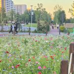FOTO Ciucu anunță un experiment reușit: De anul viitor extindem însămânțarea cu flori de câmp