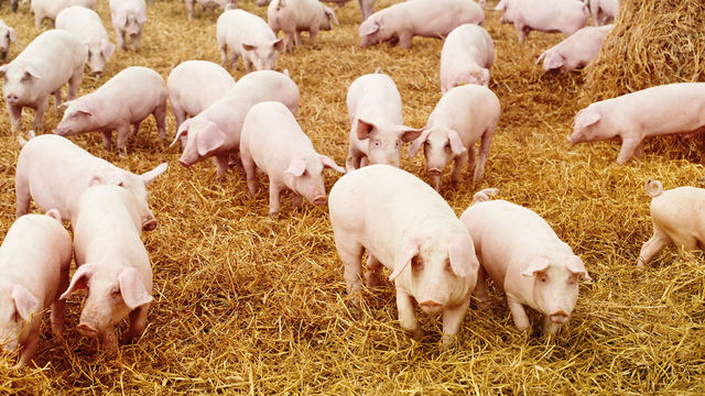 Investiţie de peste 50 milioane de lei într-o fermă de reproducţie suină în judeţul Maramureş