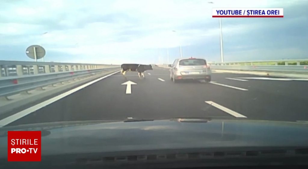 ”Vine vaca, cumetre!”. Incident grav pe A7. Patru vaci au căzut dintr-o maşină pe şosea. Șoferii le-au evitat la limită