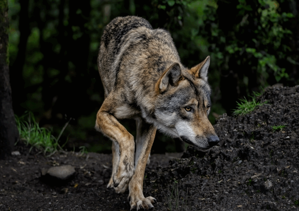 Hibrizi de câini vagabonzi și lupi himalayeni: o specie rară care bagă oamenii în sperieți