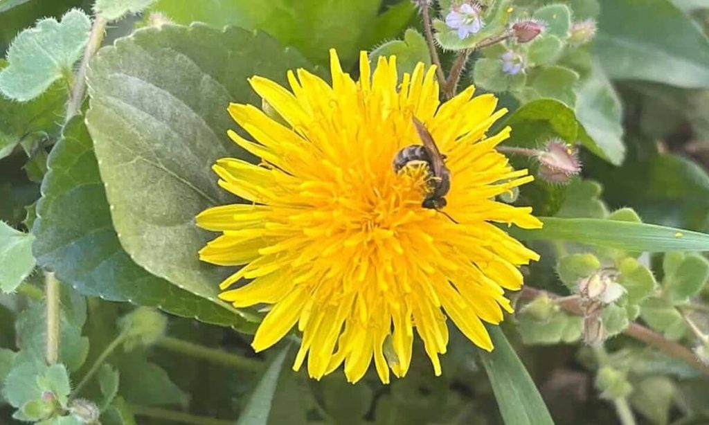 20 mai, Ziua Mondială a Albinelor: Care este rolul lor pentru oameni, agricultură și mediu. Curiozități