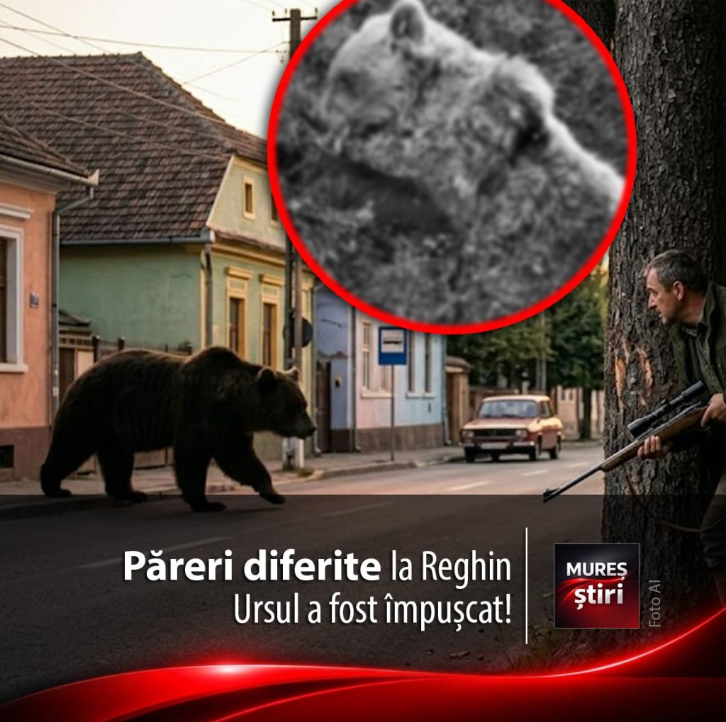 Reacții împărțite: Mureșenii, în plin război al opiniilor | Ursul care a pus Reghinul pe jar, ELIMINAT!