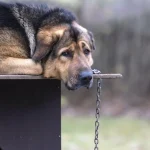 Prim pas către INTERDICȚIE: Câinii nu vor fi ținuți mai mult de 2 ore pe zi în lanț. Sancțiunile ajung până la confiscarea animalului