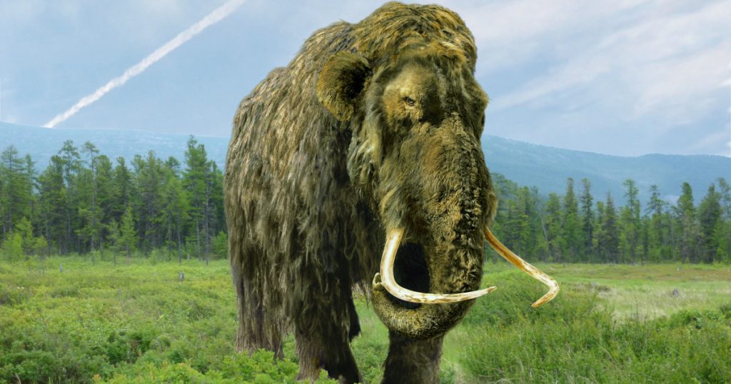 Un „mamut” păstrat timp de 70 de ani într-un muzeu s-a dovedit a fi cu totul altceva. Ce animal era, de fapt