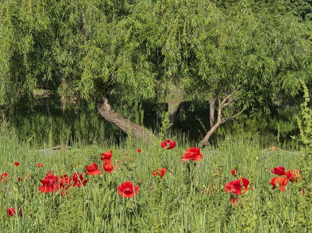 Cum va fi vremea până la data de 15 iunie 2026. Prognoza meteo actualizată