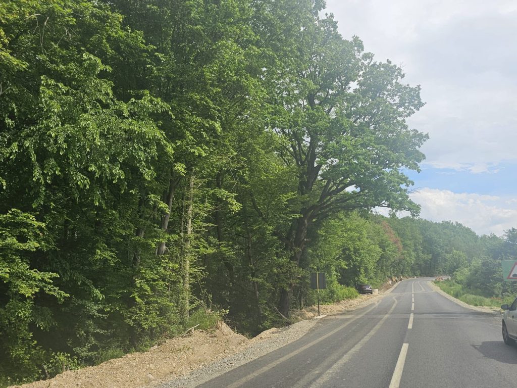 Pericol pe DN67D! Arborii de pe marginea drumului pot provoca tragedii
