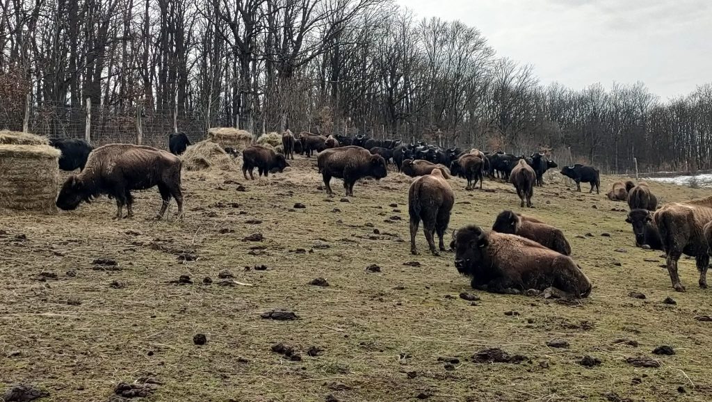 Prefectul Clujului: Animalele rămase la ferma din Recea Cristur, închisă de Ministerul Mediului, trebuie relocate într-o lună