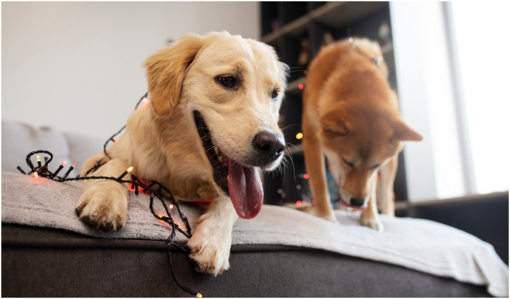 Gadgeturi inteligente pe care să le ai dacă îți lași animalul singur acasă într-un apartament închiriat