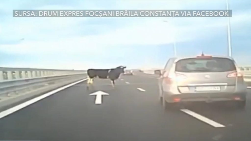 Pericol pe Autostrada A7: Patru vaci au căzut dintr-o dubă aflată în mers. Șoferii le-au evitat în ultimul moment