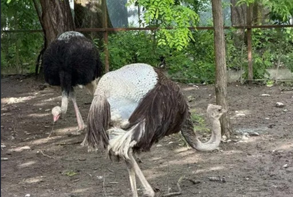 Struți fără pene și cămile fără blană la ZOO Bucov / Specialiștii explică fenomenul care i-a speriat pe vizitatori: ”E ceva normal”