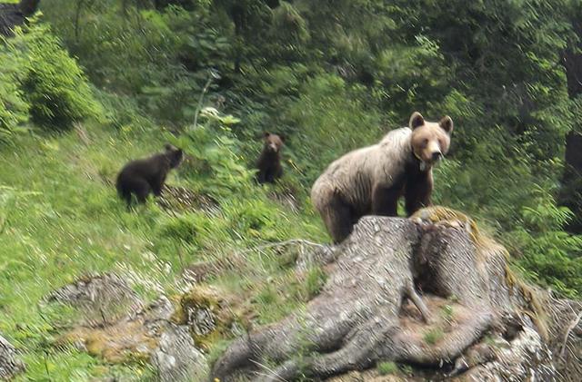 Ursoaică cu doi pui, văzută pe o stradă din Vulcan / A fost transmis mesaj RO-Alert
