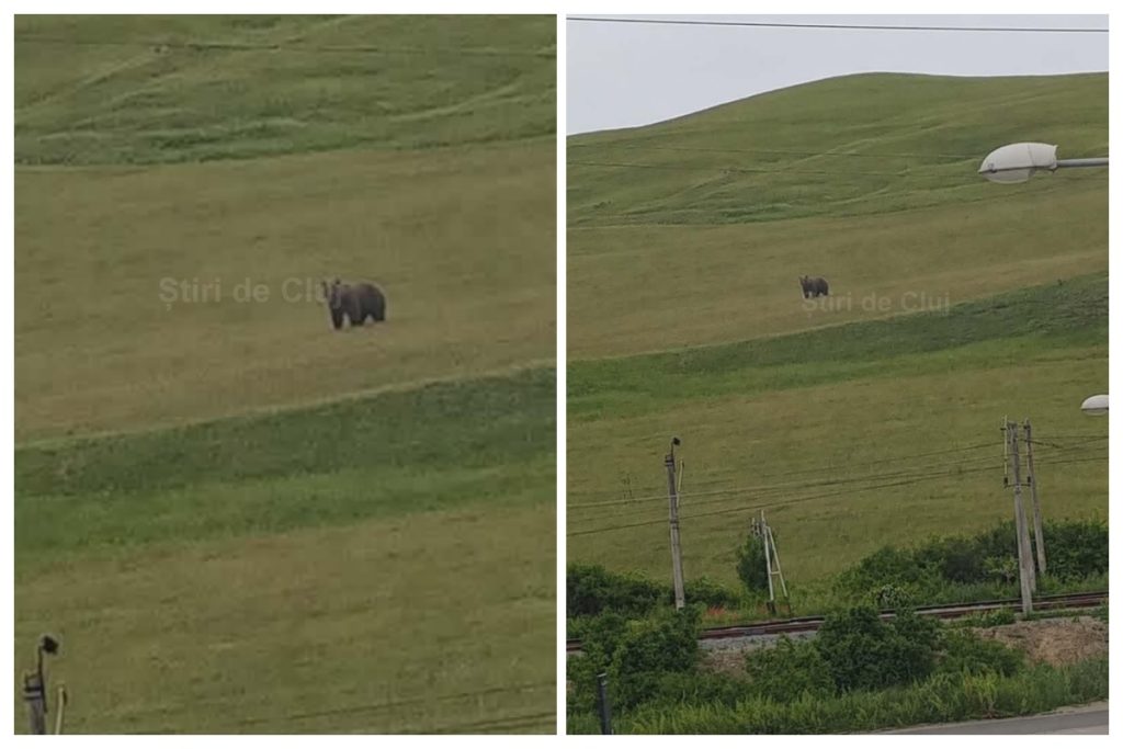 Alertă și în Cojocna, după apariția ursului în seara asta în Apahida. Animalul a fost semnalat în apropiere de Cara