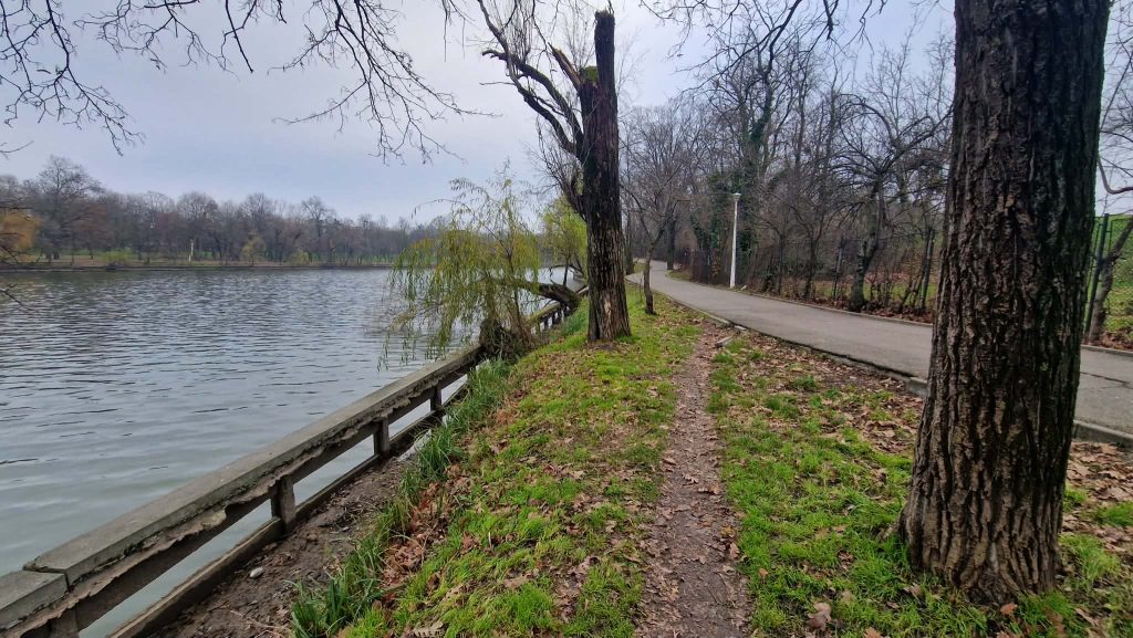 Lacul Herăstrău va fi golit. Rațele ajung pe Lacul Floreasca
