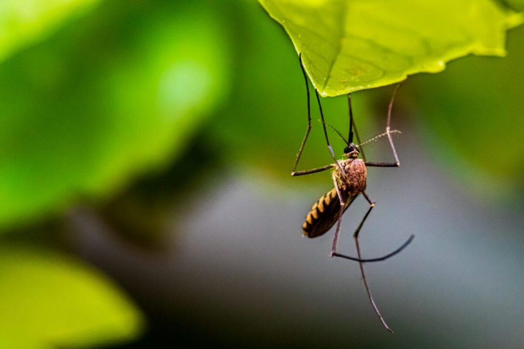 Google vrea să elibereze 32 de milioane de țânțari în California și Florida: Proiectul ”Debug” vrea reducă numărul speciilor care transmit boli precum Zika, febra Dengue sau virusul West Nile