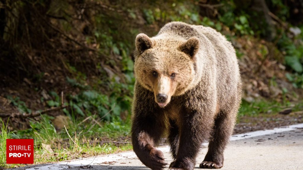 Urs de 400 de kilograme, împușcat în Poiana Brașov. Autoritățile spun că reprezenta un pericol pentru turiști