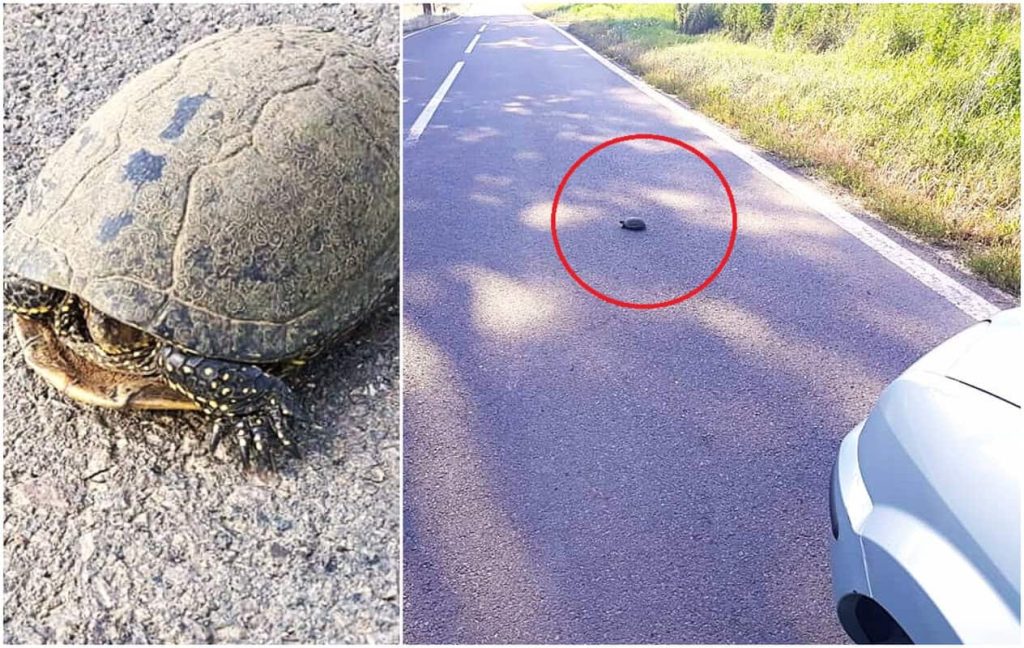 Atenție, tulceni! Tot mai multe țestoase ajung pe carosabil în această perioadă. Șoferii, sfătuiți să circule cu prudență / foto