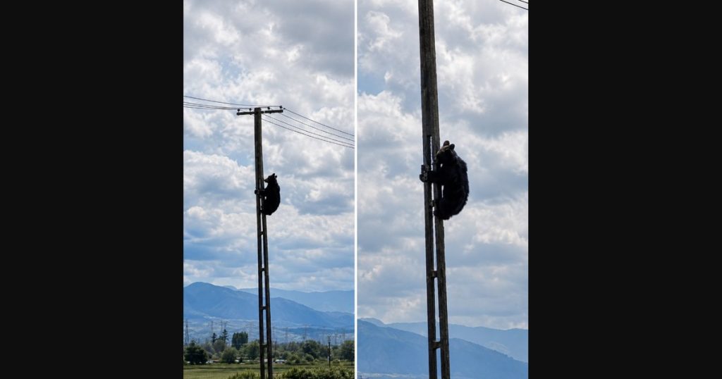 Urs filmat pe un stâlp de electricitate la Brașov. Imaginile au devenit subiect de glume online: „Și uite așa, a ajuns ursul electrician”