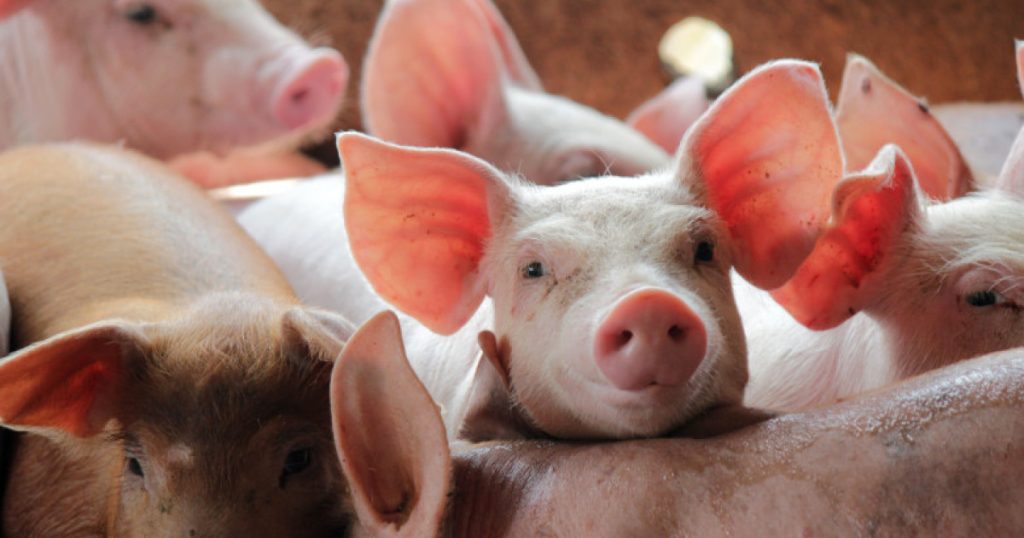 Focar de pestă porcină africană în Ungaria, în apropierea frontierei cu România. Mii de animale vor fi sacrificate
