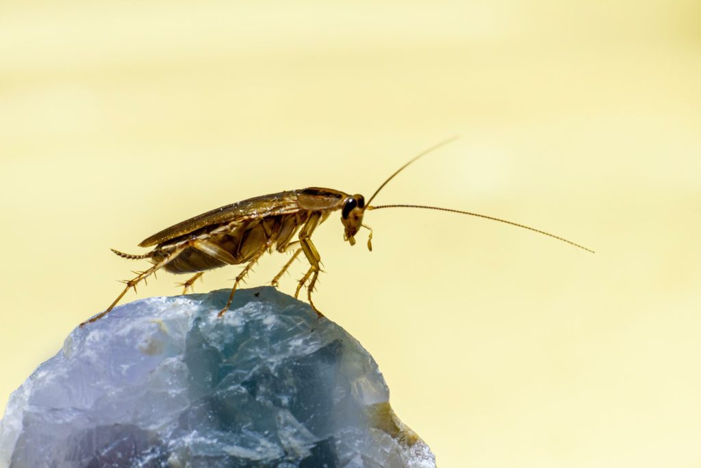Insecte vândute pe piața neagră din Australia. Au fost confiscați 100.000 de gândaci de bucătărie
