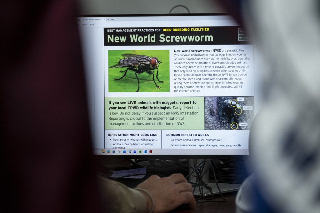 Cursă contra cronometru în SUA după un nou caz al unui parazit devastator pentru animale, considerat eradicat de 60 de ani