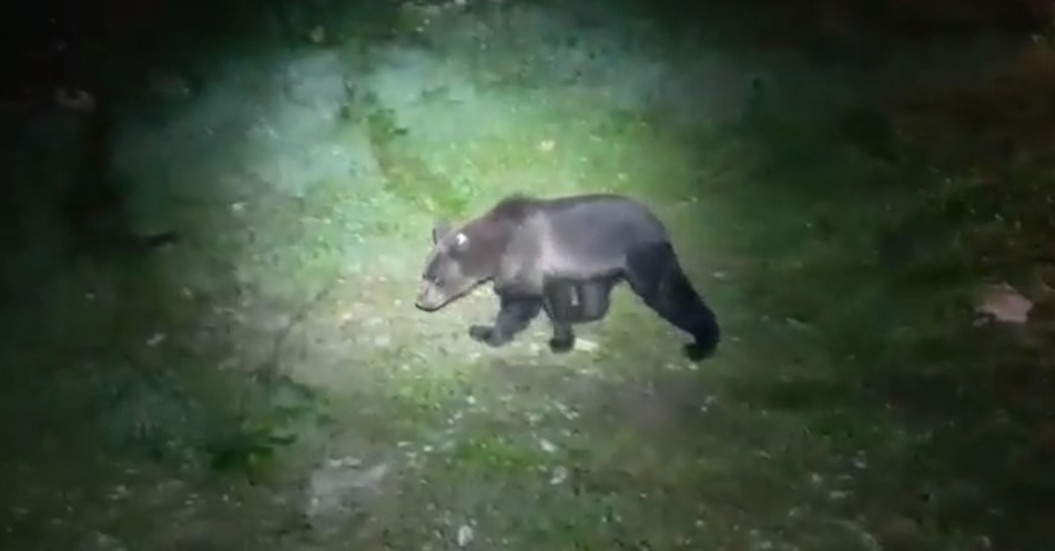 Urs observat la Ohaba de sub Piatră. A fost emis Ro-Alert