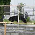 Zeci de școli închise în Japonia, după mai multe semnalări ale unor urși