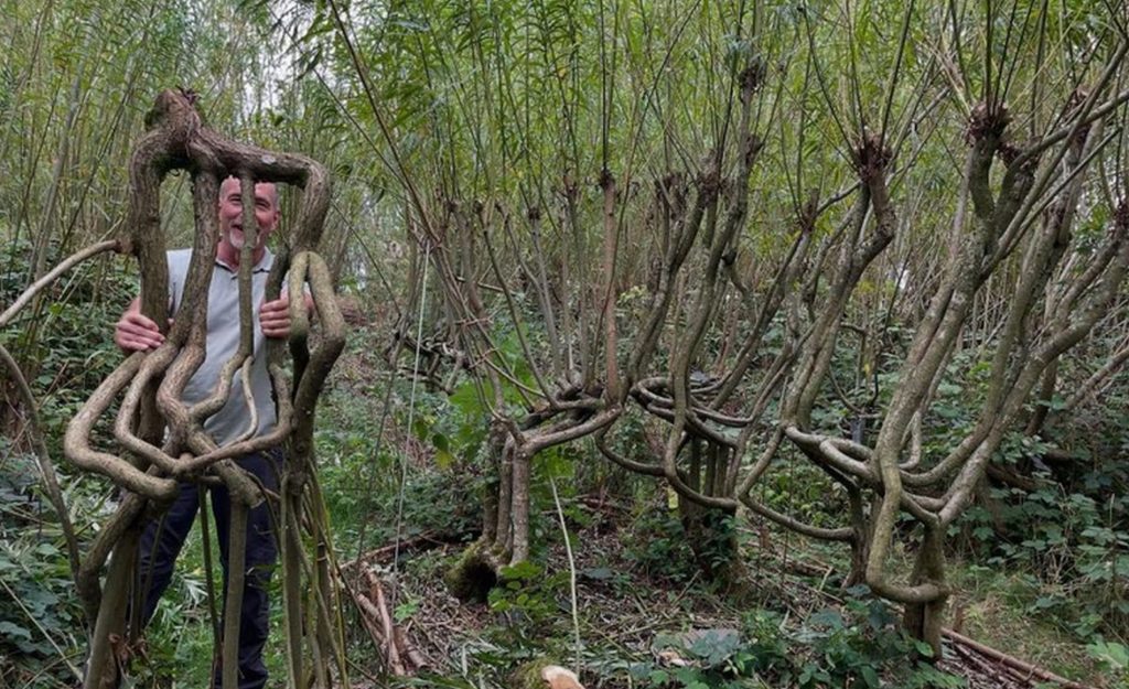 Afacerea la care nimeni nu s-a gândit înaintea lor. Un cuplu „cultivă” scaune direct în copaci și le vinde cu până la 90.000 de dolari