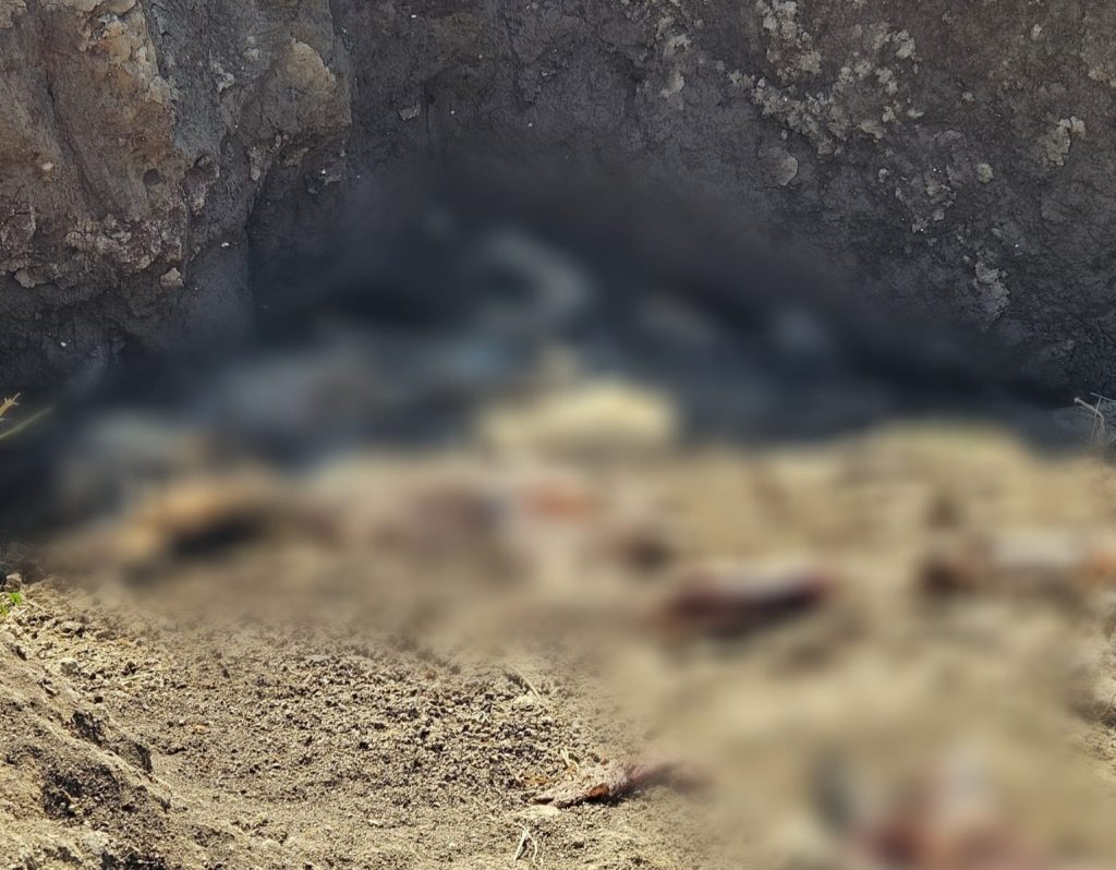 Dosar penal după descoperirea unor cadavre de animale abandonate în județul Constanța