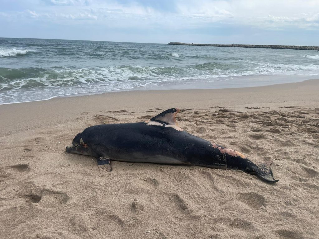 Peste 80 de delfini eșuați au fost găsiți pe plajele litoralului românesc, de la începutul anului / ”Braconajul continuă să reprezinte una dintre principalele amenințări”