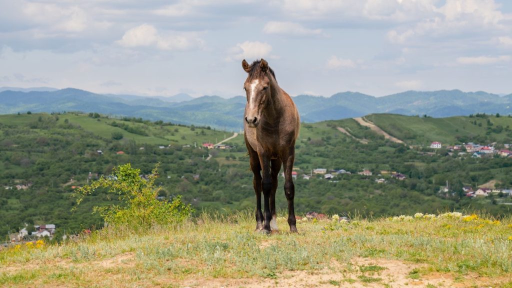 Ținutul Vrancei, un loc de poveste