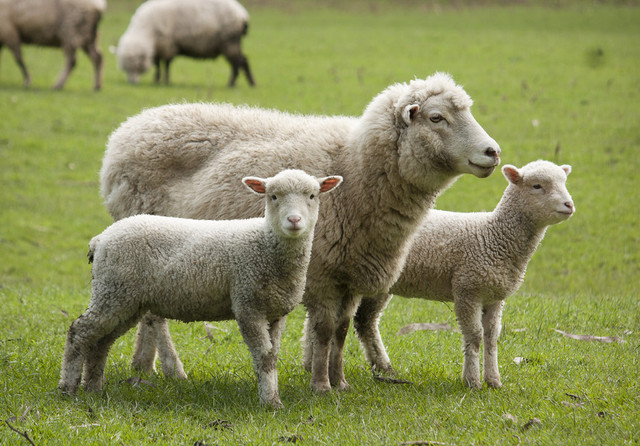 Avertisment ANSVSA, după focarele de variolă la ovine din Mureş:  Comerţul clandestin şi ascunderea animalelor bolnave subminează exporturile României