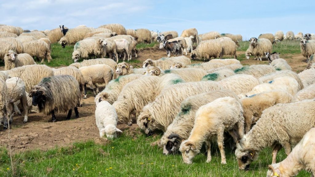 Șeful ANSVSA – apel către oieri: Opriți imediat comerțul clandestin de ovine și caprine! Riscăm blocarea totală a exporturilor!