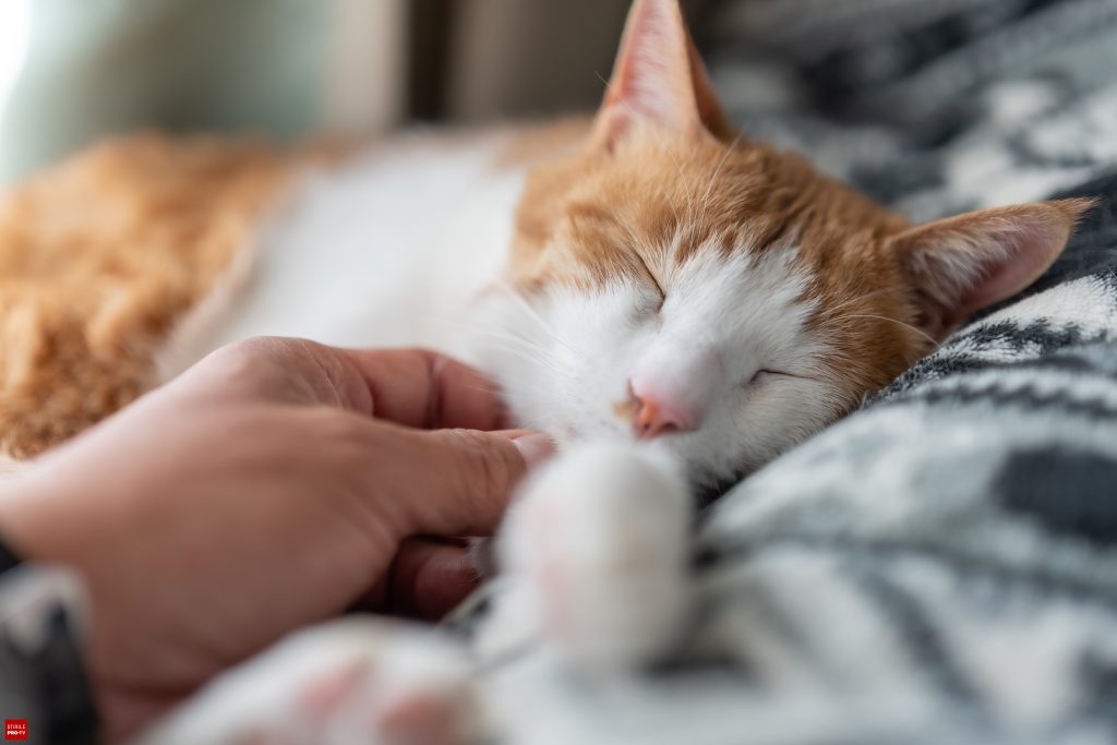 Sfaturile de pe TikTok pot pune animalele de companie în pericol. Veterinarii trag un semnal de alarmă