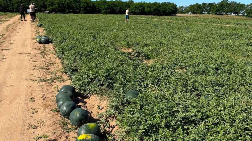 Au ieșit pe piață pepenii de Dăbuleni! Primar: Nu-i confundați cu cei de import, ai noștri au codița foarte verde!