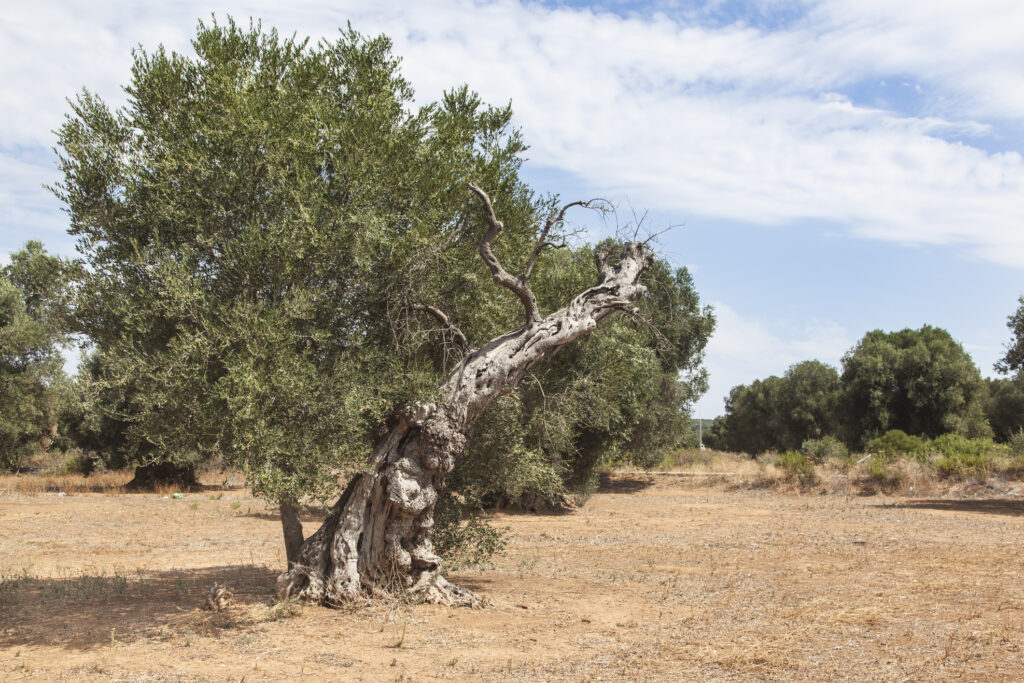 Cu livezile de măslini decimate de o bacterie, regiunea Puglia din sudul Italiei se luptă să se reinventeze / Milioane de arbori au murit sau sunt bolnavi şi sortiţi pieirii