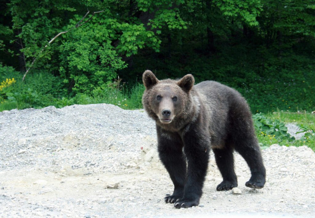 Un urs a ajuns în orașul Sibiu. Localnicii au primit mesaj RO-Alert
