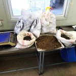 (FOTO) Zeci de tone de cartofi, returnate producătorului. Ce au descoperit inspectorii ANSA