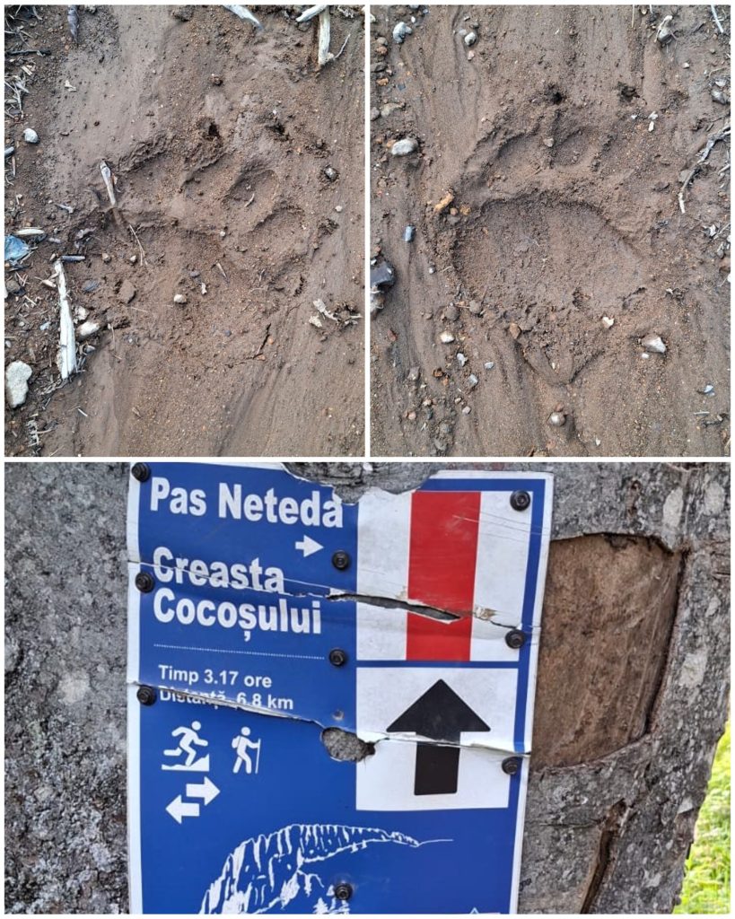 ALERTĂ |  Urme proaspete de urs descoperite de jandarmii montani pe un traseu turistic din Cavnic
