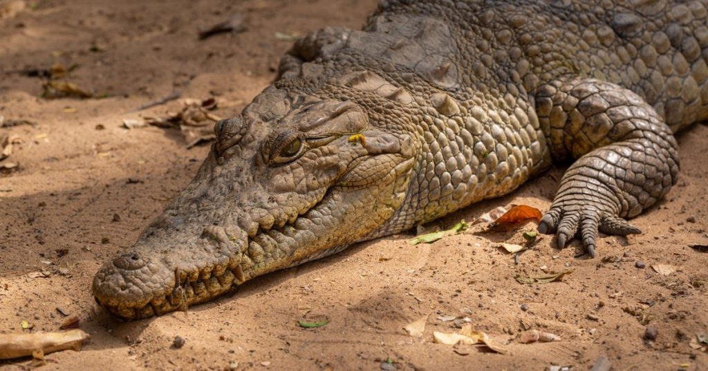 Tentativă de omor la o grădină zoologică. Copil de 3 ani, grav rănit după ce a ajuns în țarcul crocodililor. Un bărbat a fost arestat