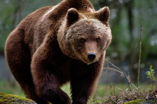 Un urs care a intrat zilnic, timp de trei săptămâni, în cartierul Valea cetăţii din Braşov, a fost omorât de autorităţi