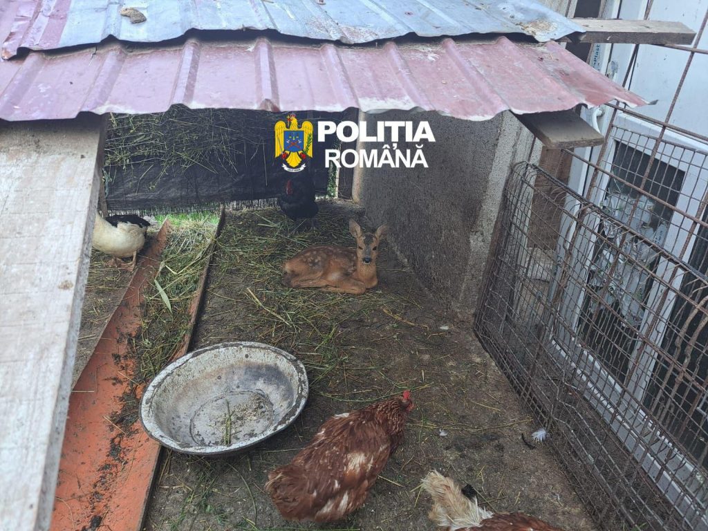 Percheziții în județul Sibiu într-un dosar de braconaj și deținere ilegală de arme. Polițiștii au găsit două căprioare ținute în captivitate