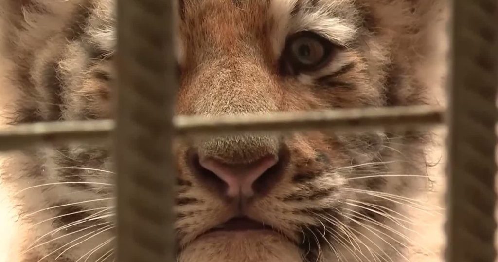 VIDEO Doi pui de tigru siberian fac senzație la Grădina Zoologică din Oradea