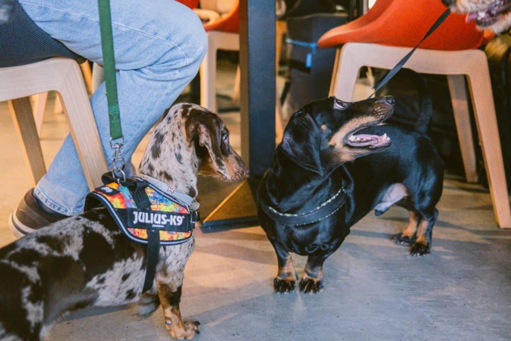 „Paw-vești cu și despre animăluțe” la Iulius Mall Cluj. Medic veterinar explică importanța prevenției și recuperării animalelor