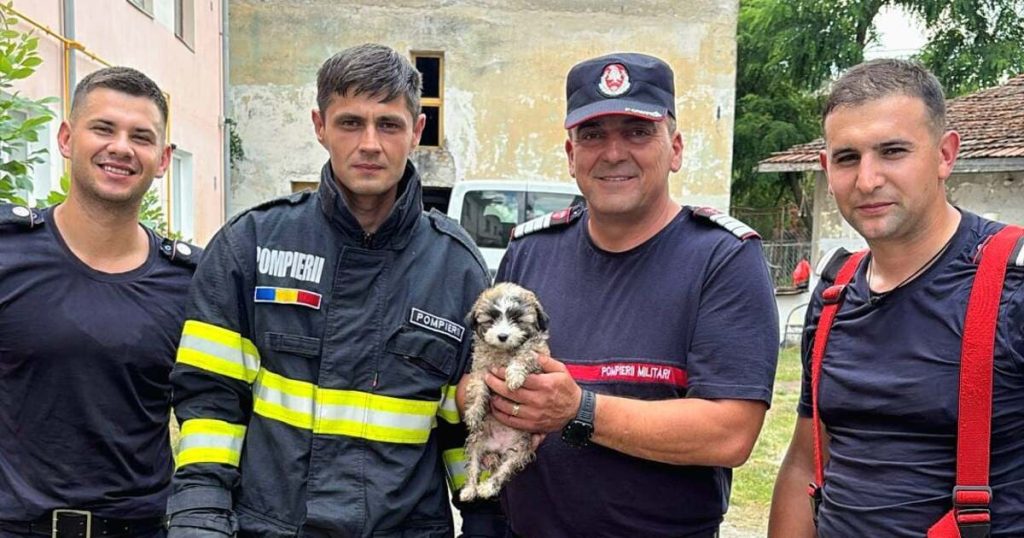 VIDEO. Salvare cu buldoexcavatorul: pompierii din Timișoara au recuperat un cățel blocat într-un canal