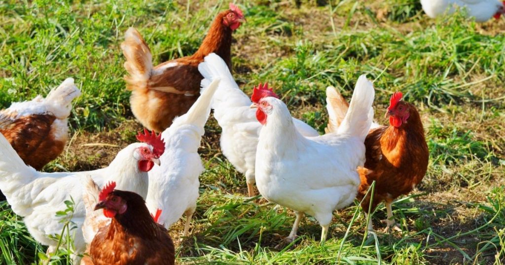 „Înghețata” pentru găini. Cum combat fermierii stresul termic la păsări