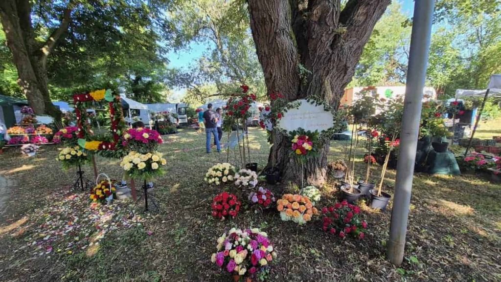 Concert Subcarpați la Sărbătoarea Rozelor 2026 de la Aiud. Când urcă trupa pe scena evenimentului