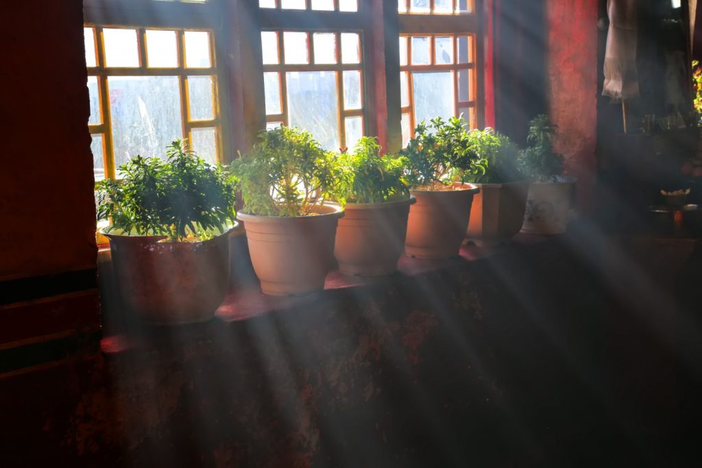 Cum îți dai seama că plantele de apartament au nevoie de apă. Cinci semne simple recomandate de specialiști
