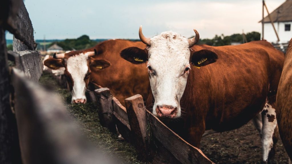 Consiliul Concurenței: România are cel mai scăzut randament de lapte pe cap de animal din UE!